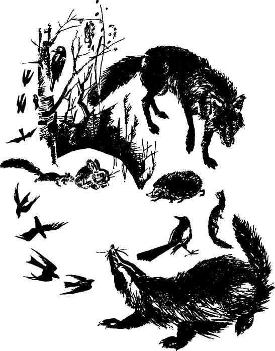 Колокольчик в тайге img_27.jpeg