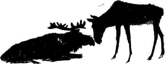 Колокольчик в тайге img_34.jpeg