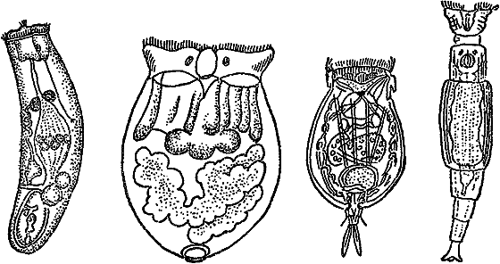 Жизнь пруда i_003.png