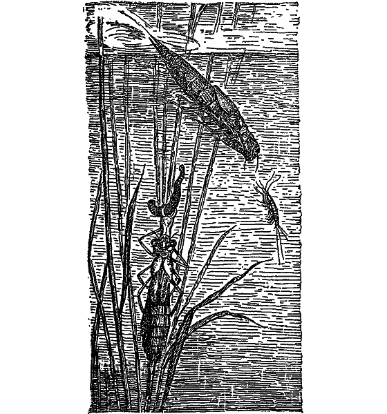 Жизнь пруда i_030.png