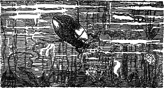 Жизнь пруда i_035.png
