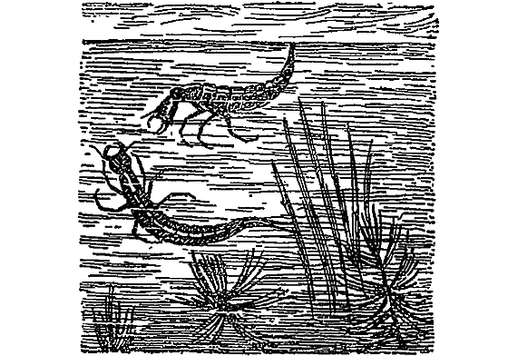 Жизнь пруда i_036.png