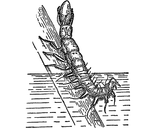 Жизнь пруда i_043.png