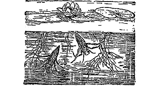 Жизнь пруда i_044.png