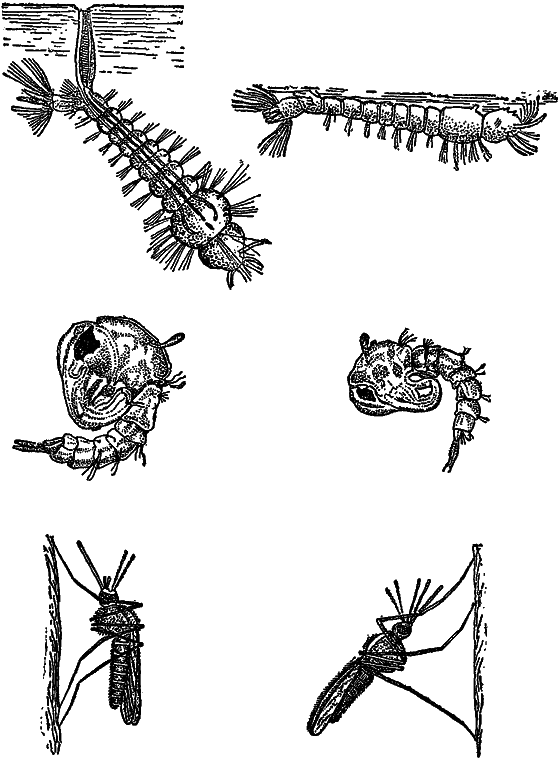 Жизнь пруда i_049.png
