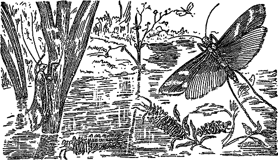 Жизнь пруда i_056.png