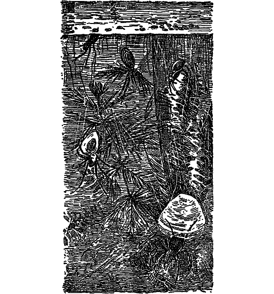 Жизнь пруда i_057.png