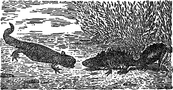Жизнь пруда i_059.png