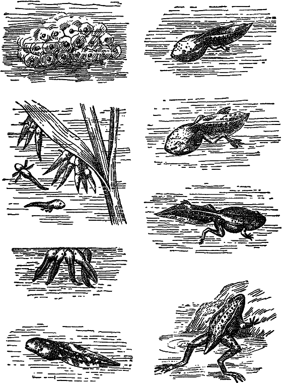Жизнь пруда i_060.png
