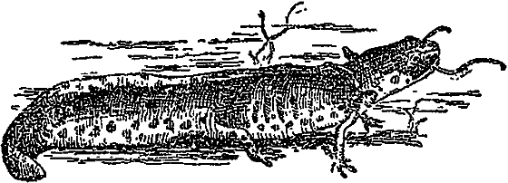 Жизнь пруда i_061.png