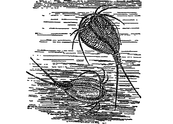 Жизнь пруда i_063.png