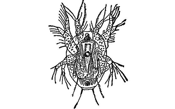 Жизнь пруда i_069.png