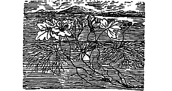 Жизнь пруда i_071.png