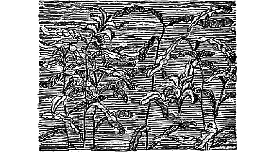 Жизнь пруда i_074.png