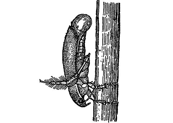 Жизнь пруда i_076.png