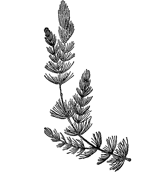 Жизнь пруда i_005.png