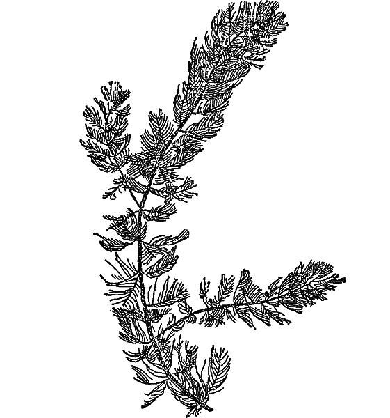 Жизнь пруда i_006.png