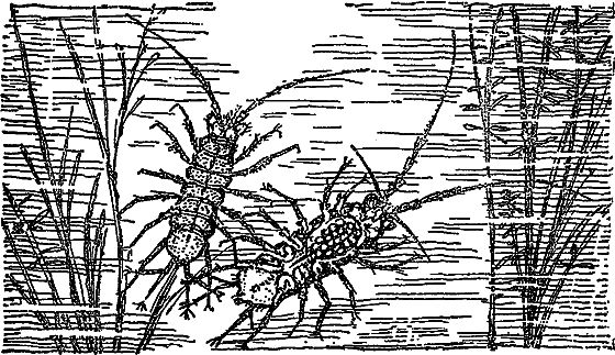 Жизнь пруда i_009.png