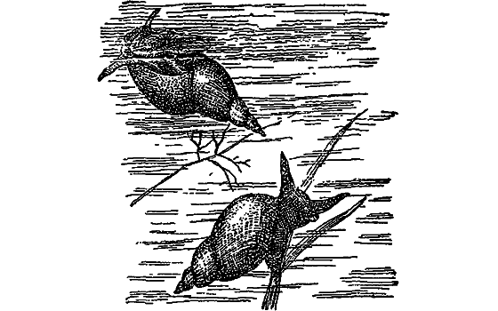 Жизнь пруда i_010.png