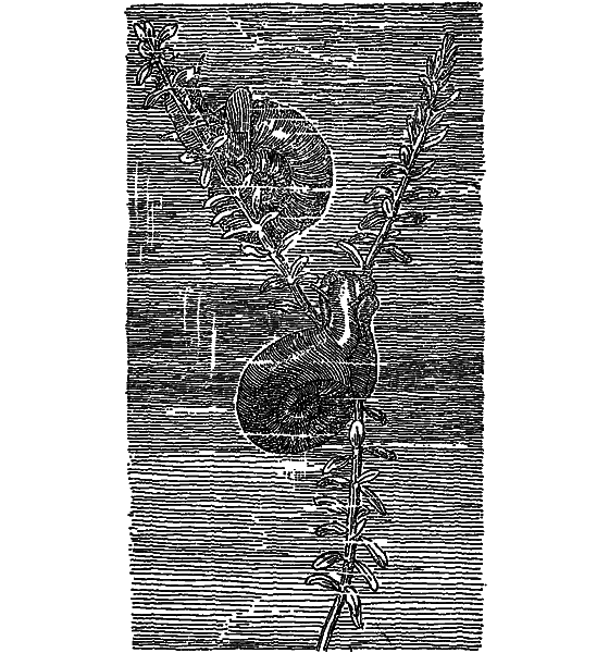 Жизнь пруда i_013.png