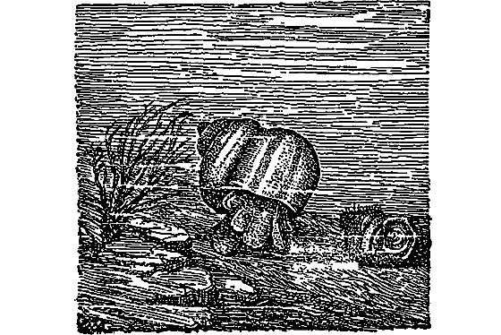 Жизнь пруда i_015.png