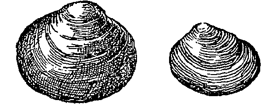 Жизнь пруда i_016.png
