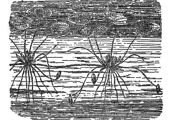 Жизнь пруда i_028.png