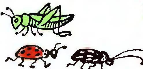 Жук-кривая горка _4.jpg
