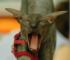 Кис-кис-кис-kiss me... _5.jpg
