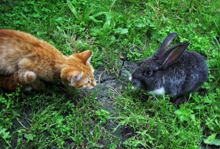 Кис-кис-кис-kiss me... _7.jpg