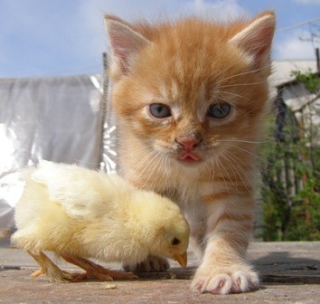 Кис-кис-кис-kiss me... _12.jpg