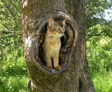 Кис-кис-кис-kiss me... _23.jpg