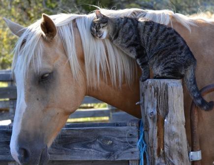Кис-кис-кис-kiss me... _26.jpg