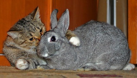 Кис-кис-кис-kiss me... _29.jpg