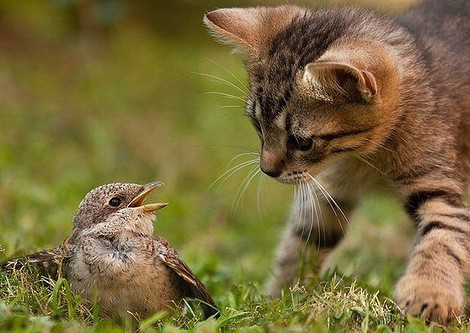 Кис-кис-кис-kiss me... _32.jpg