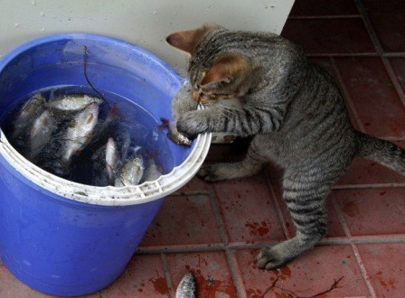 Кис-кис-кис-kiss me... _44.jpg