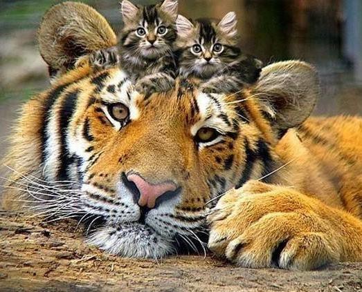 Кис-кис-кис-kiss me... _45.jpg