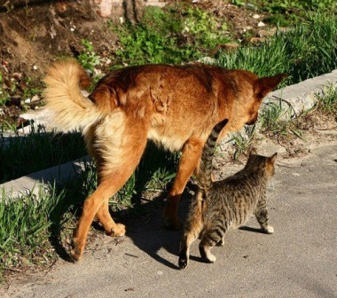 Кис-кис-кис-kiss me... _46.jpg