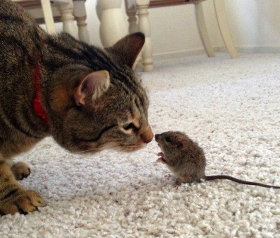 Кис-кис-кис-kiss me... _48.jpg