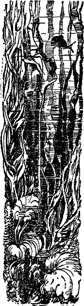 Двадцать тысяч лье под водой (илл. П. Луганского) i_018.png