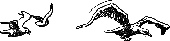 Двадцать тысяч лье под водой (илл. П. Луганского) i_020.png