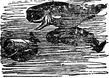 Двадцать тысяч лье под водой (илл. П. Луганского) i_050.png