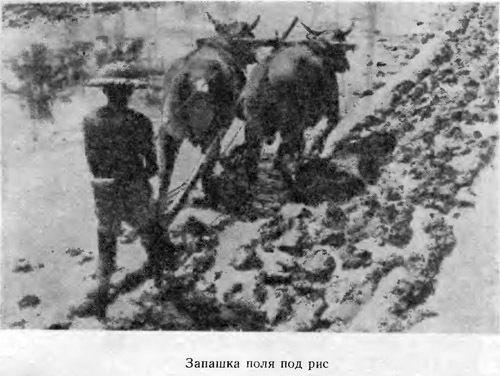История Индонезии. Часть 1 IMG_29.jpg