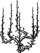 Взрасти свой сад img_23.png