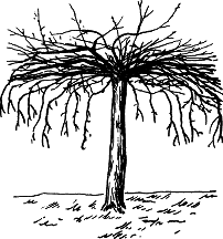 Взрасти свой сад img_25.png