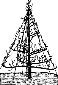 Взрасти свой сад img_26.png