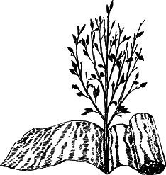 Взрасти свой сад img_32.png