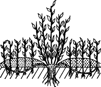 Взрасти свой сад img_2.png