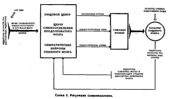 Механизмы регуляции вегетативных функций организма image006.jpg