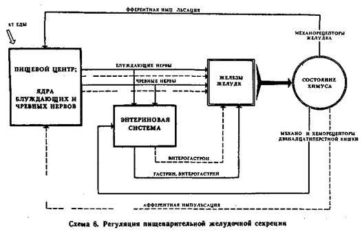 Механизмы регуляции вегетативных функций организма image007.jpg